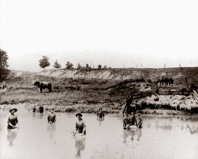 Sheep Farm On Gulley Rd. Dearborn  C. 1894